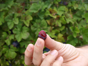 Red fleshed grape